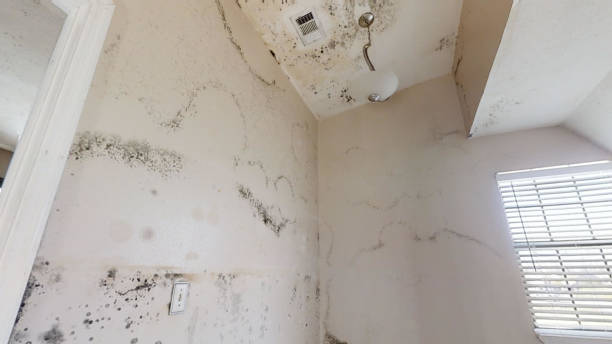 Trusted Floral City, FL Mold Removal Experts