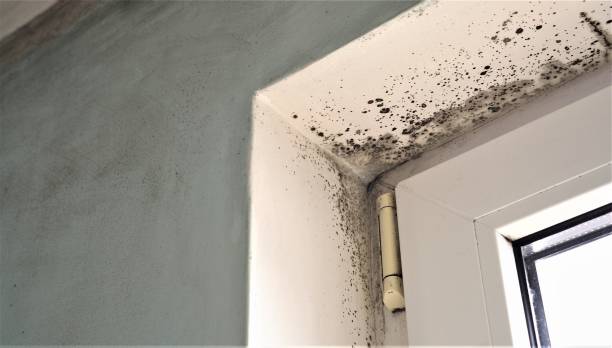 Best Indoor Air Quality Assessment  in Oral City, FL