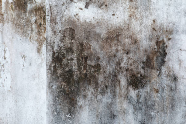 Best Emergency Mold Remediation  in Oral City, FL