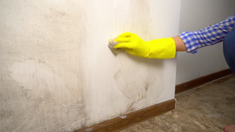 Best Mold Documentation for Insurance Claims  in Oral City, FL