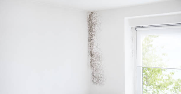 Best HVAC Mold Inspection and Cleaning  in Oral City, FL