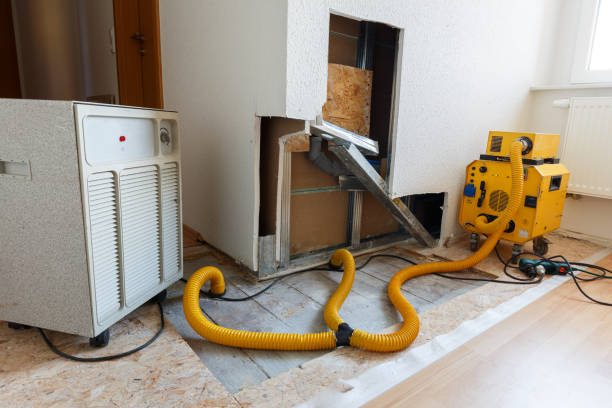 Best Black Mold Removal  in Oral City, FL