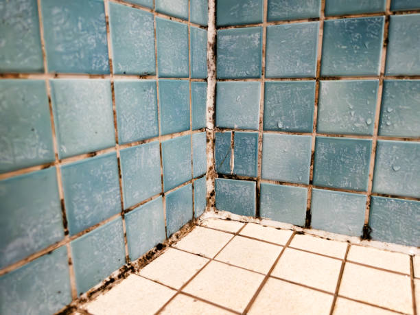Best Post-Construction Mold Inspection  in Oral City, FL