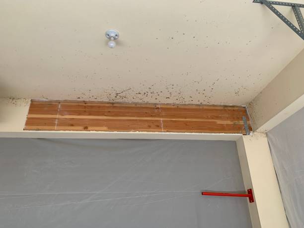 Best Air Quality Testing for Mold Spores  in Oral City, FL