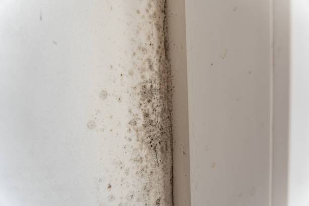 Best Dehumidification Services  in Oral City, FL